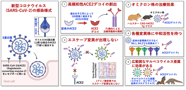 (成果情報)高親和性ACE2製剤はオミクロン株にも有効の概要図